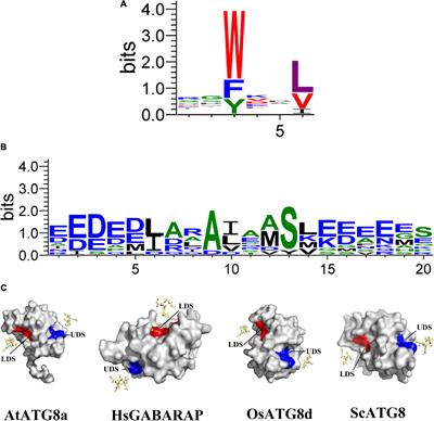 ATG8-Interacting Motif: Evolution and Function in Selective Autophagy of Targeting Biological Processes